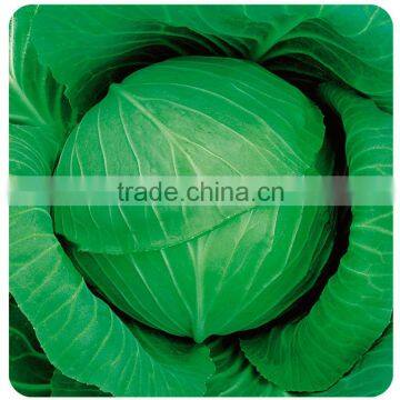 Wholesale vegetable seeds Chinese vegetable hybrid cabbage Seeds Kale Seed for planting-Ford