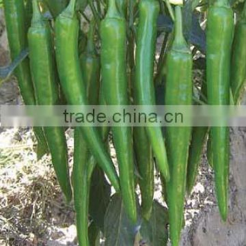 Hybrid Deep Green Hot chili pepper seeds for growing-PS006