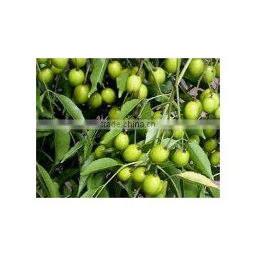 Neem Extract (Azadirachta indica)