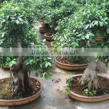Ficus Microcarpa