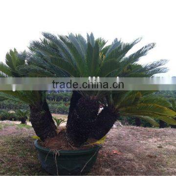 Cycas revoluta (Multiheads)