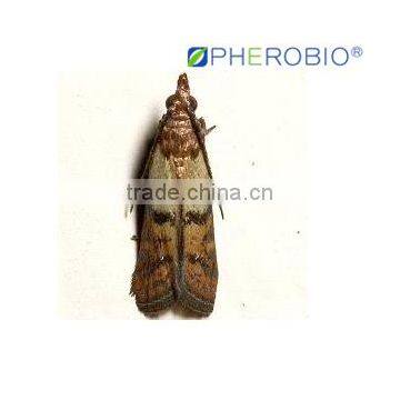 Pheromone lures of Ephestia/plodia spp. with trap set