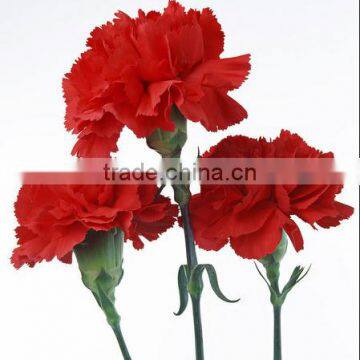 Natural Fresh cut Ornamental carnation flowers fresh Carnation for decoration