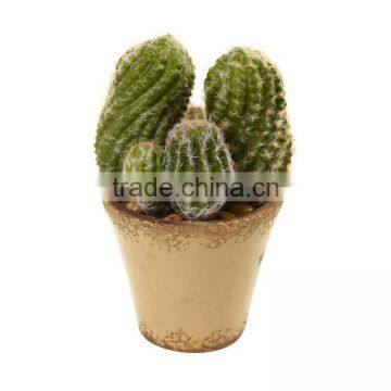 Cactus Garden With Ceramic Planter, Green