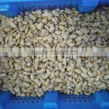 Frozen Natural Taste High Quality X-checked Clam Meat for Sale photo-3