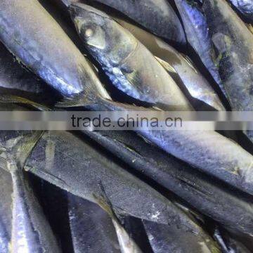 2016 Top grade frozen pacific mackerel 200g-300g