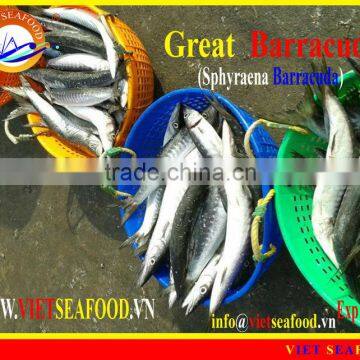 FROZEN WHOLE ROUND BARRACUDA FISH