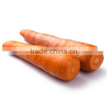 Wholesale Baby Carrots With Good Price photo-2