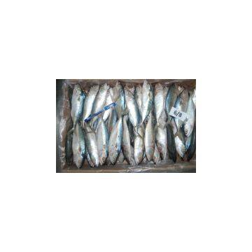 Frozen Indian Mackerel W/R photo-3