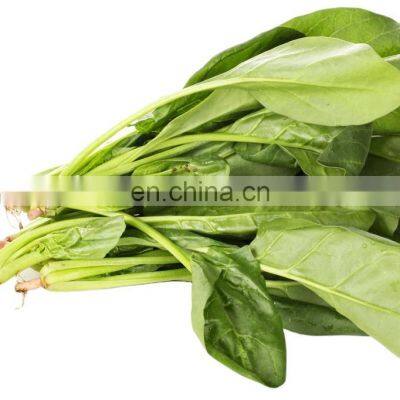 bulk export market prices vegetable frozen spinach 2021 new crop food planet hot selling iqf frozen spinach