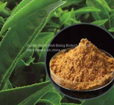 Green Tea Extract (30%-98% Tea Polyphenols)