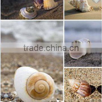 shell canvas painting prints seascape canvas wall decor