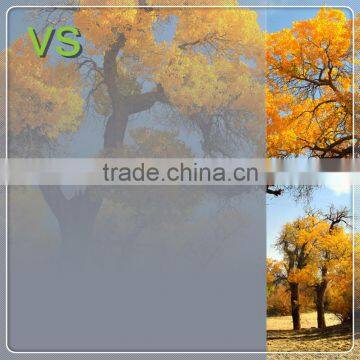 High Quality Decorative Pet Membrane/film for Glass Door photo-5