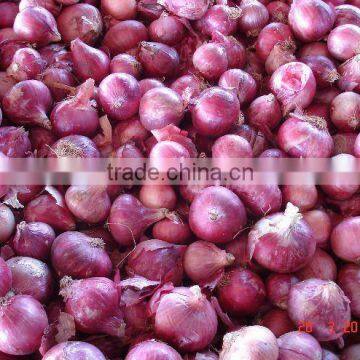 Shallot Onion