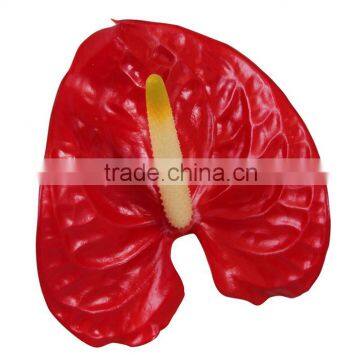 Anthurium Flower & Plants photo-3