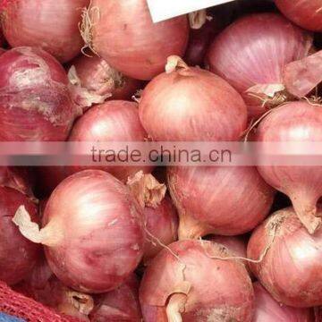 Market Price for Fresh Red Onion photo-2