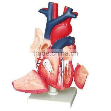 heart model,biology model