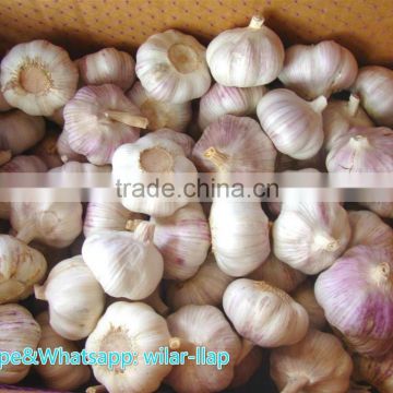 2014 Fresh Garlic , Jinxiang Garlic Normal White and Pure White