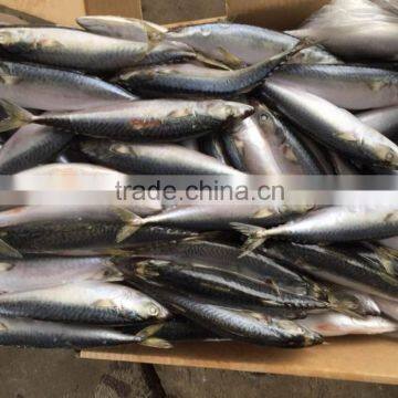 6-8 PCS/Kg Frozen Fish Mackerel