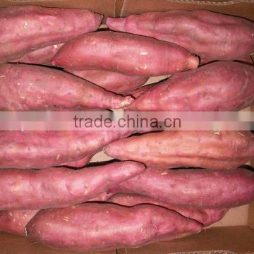 Common cultivation Egyptian sweet potatoes(Red-White)