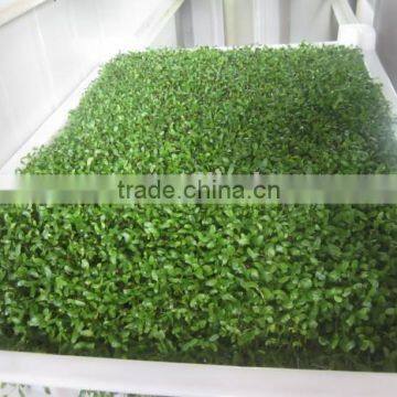 Hydroponic Animal Fodder Sprouting Machine for Growing Barley Grass,green Grass Fodder photo-3
