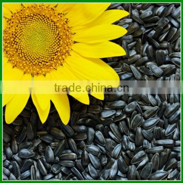 Sale Chinese Raw or Roasted Sunflower Seeds for Human Consumption