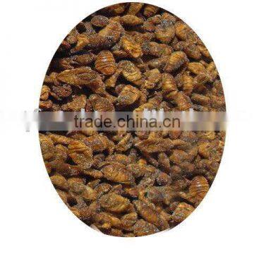 silkworm pet food