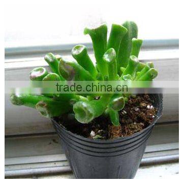 Haworthia SPP