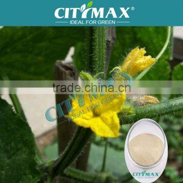 Amino Acid Manufacturer