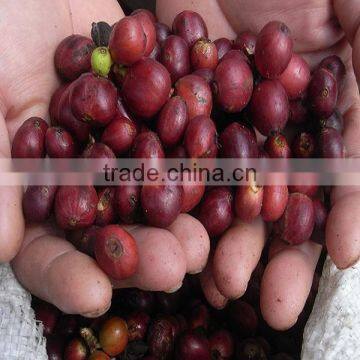 Pure Natural KOPI LUWAK COFFEE BEANS