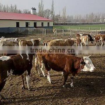 Pig Farm MgO Roof Tile With Anti-aging Film Coat and Fiireproof Insulation of 5mm Thickness,960mm Width photo-2