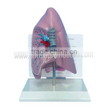 Human Lung Anatomical Model