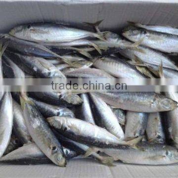 Myanmar Fish Exporters Horse Mackerel photo-2