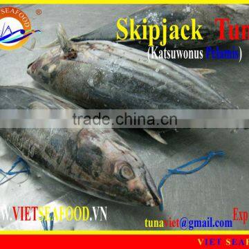 FROZEN SKIPJACK TUNA WHOLE ROUND