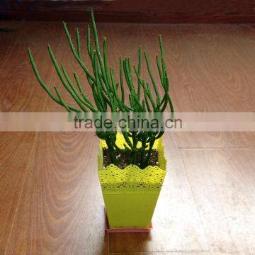 Office Desk Flower Pots photo-6