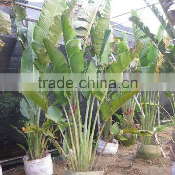 Ravenala madagascariensis-Travelers Palm-trees-plants high 2-7m