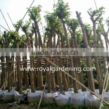 Bauhinia variegata landscaping trees