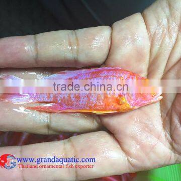 Quality Malawi Cichid Fish Export Company for Company Importer photo-3