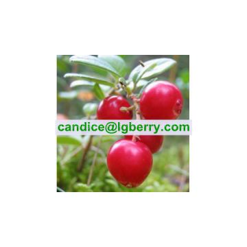 Wild Lingonberry Proanthocyanidins /OPC/lingonberry extract