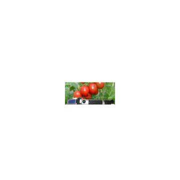 Fruit Sugar Tester