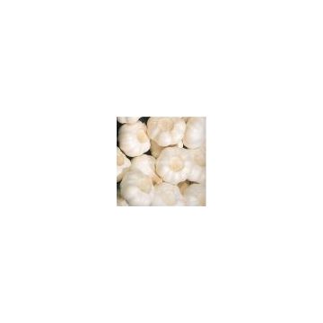 White Garlic