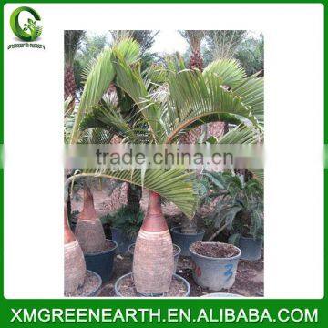 Hyophorbe lagenicaulis palms trunk 1m (2)