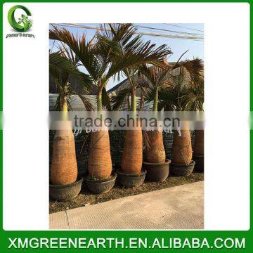 Hyophorbe lagenicaulis palms trunk 2m (2)