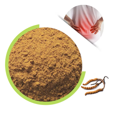 Supply Natural Cordycep/ Cordyceps Sinensis P.E./wild Cordyceps Powder