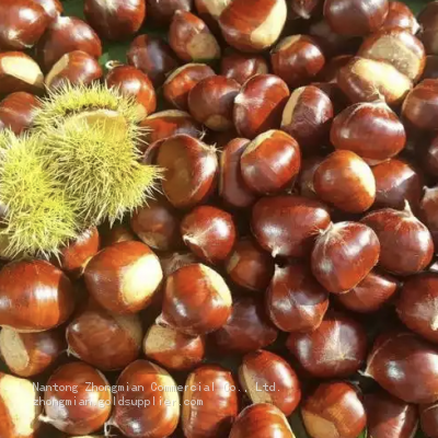 Chestnut Snack Organic Healthy Snack for All Ages