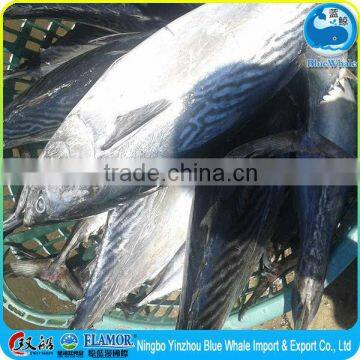 Bonito (Fat and Tender) Chewy Fresh From the Sea Bottom photo-1