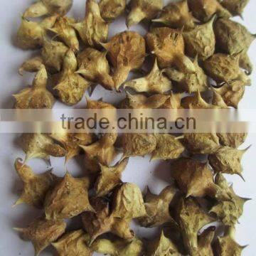 Pedalium Murex Extract