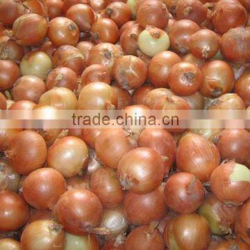 Sweet Onion Price 1 kg From Chinese Onion Exporter