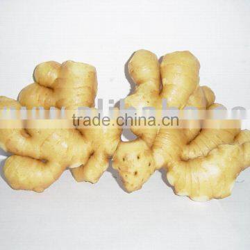 FRESH INDIAN GINGER / GARLIC , ADRAK LAHSUN FOR EXPORT