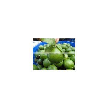 Supply Bulk Fresh Lime Cheap Price